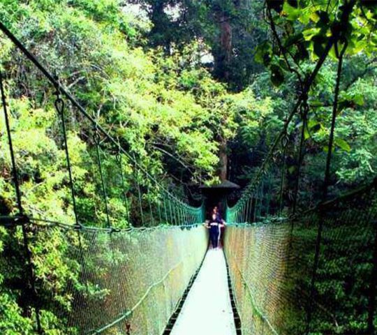 Canopy Trail TNGGP Cimacan